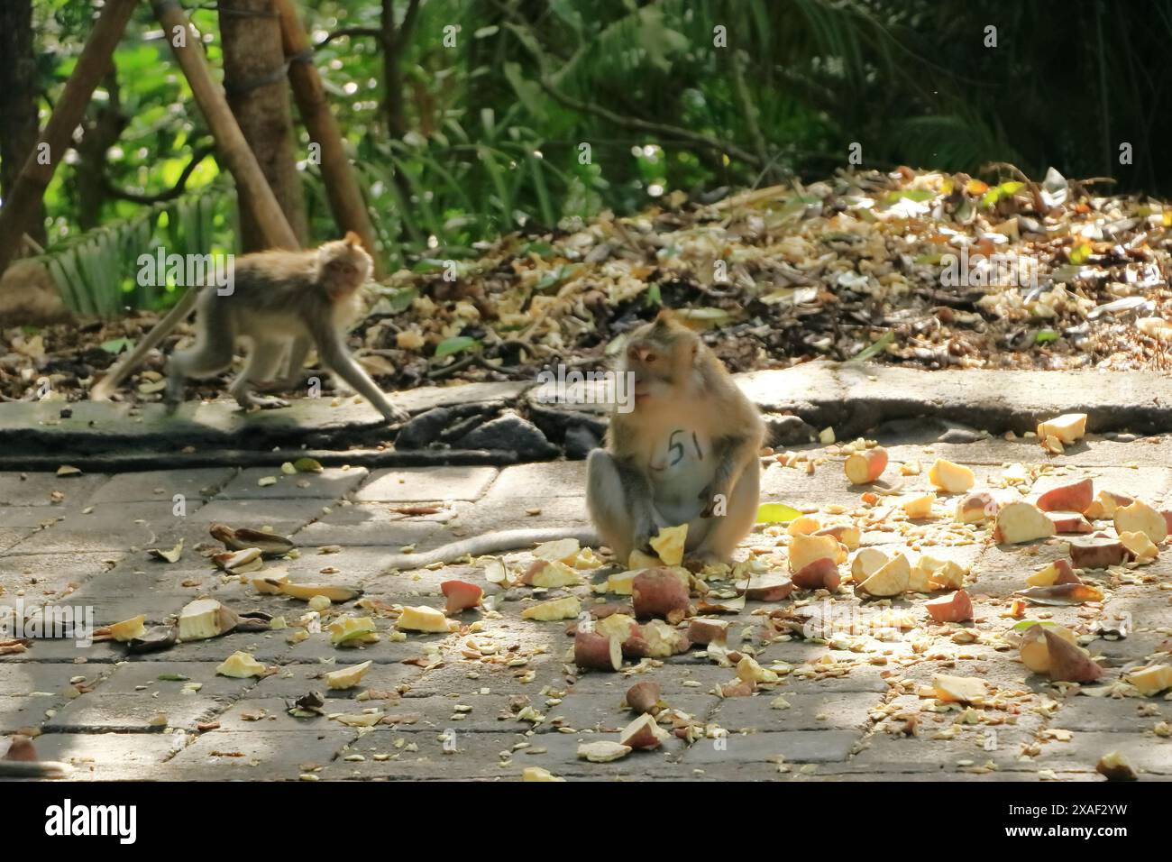 Macaques à longue queue (Macaca fascicularis) dans la forêt des singes sacrés, Ubud, Indonésie Banque D'Images