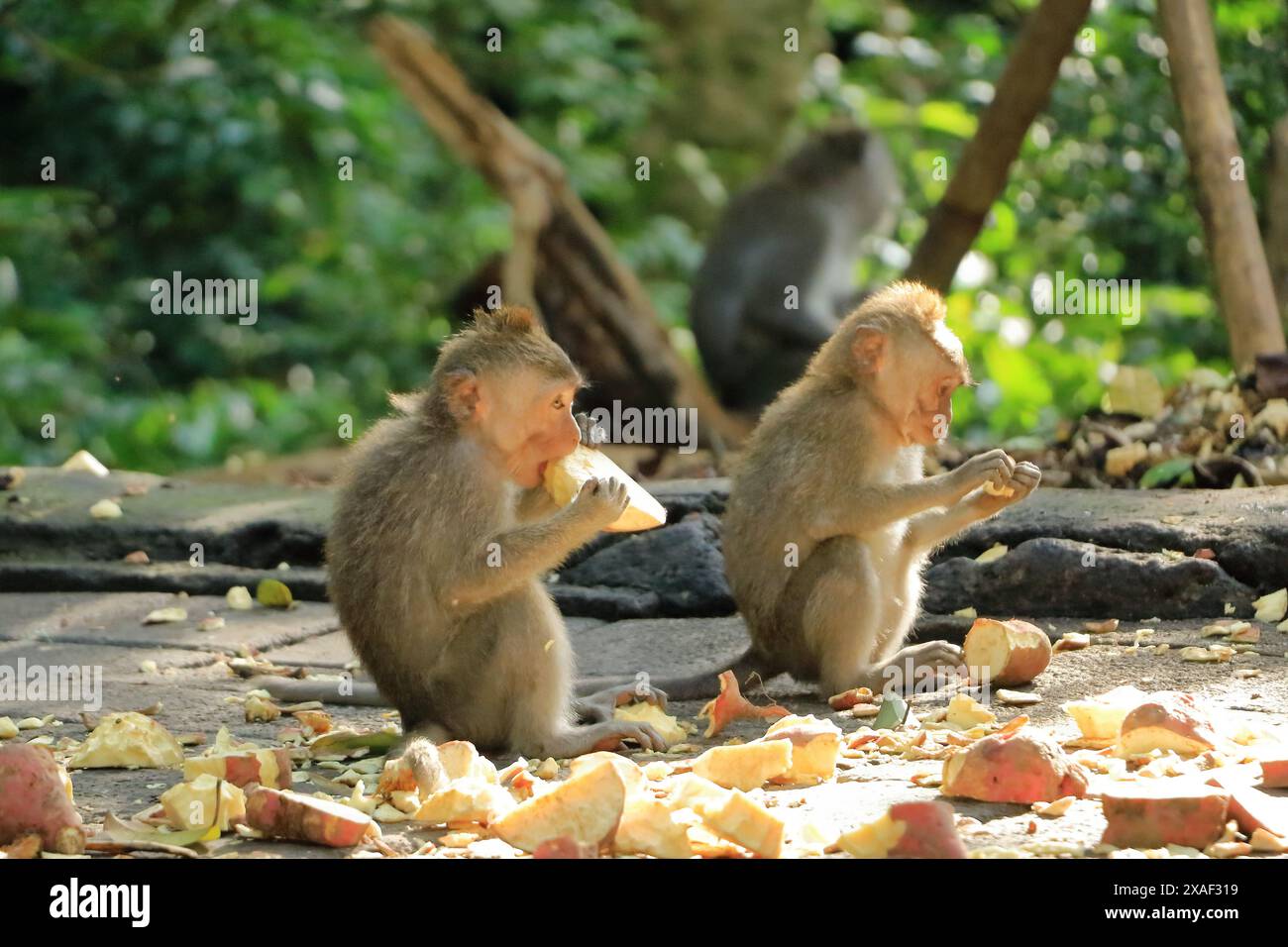 Macaques à longue queue (Macaca fascicularis) dans la forêt des singes sacrés, Ubud, Indonésie Banque D'Images