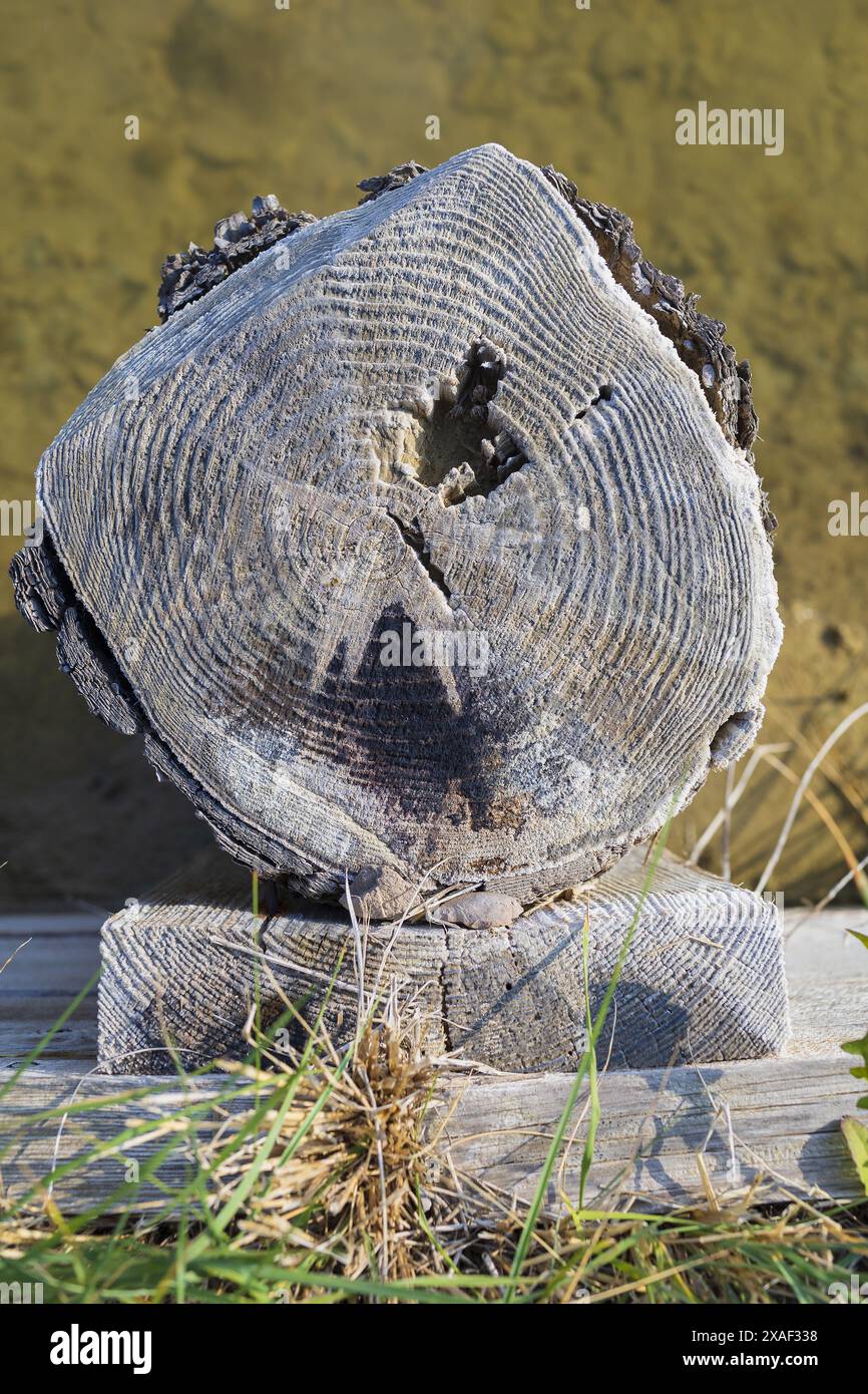 Photo en gros plan d'un tronc d'arbre coupé couvert de sel marin dans une salière dans le parc naturel de Sečovlje Salina près de Piran en Slovénie Banque D'Images