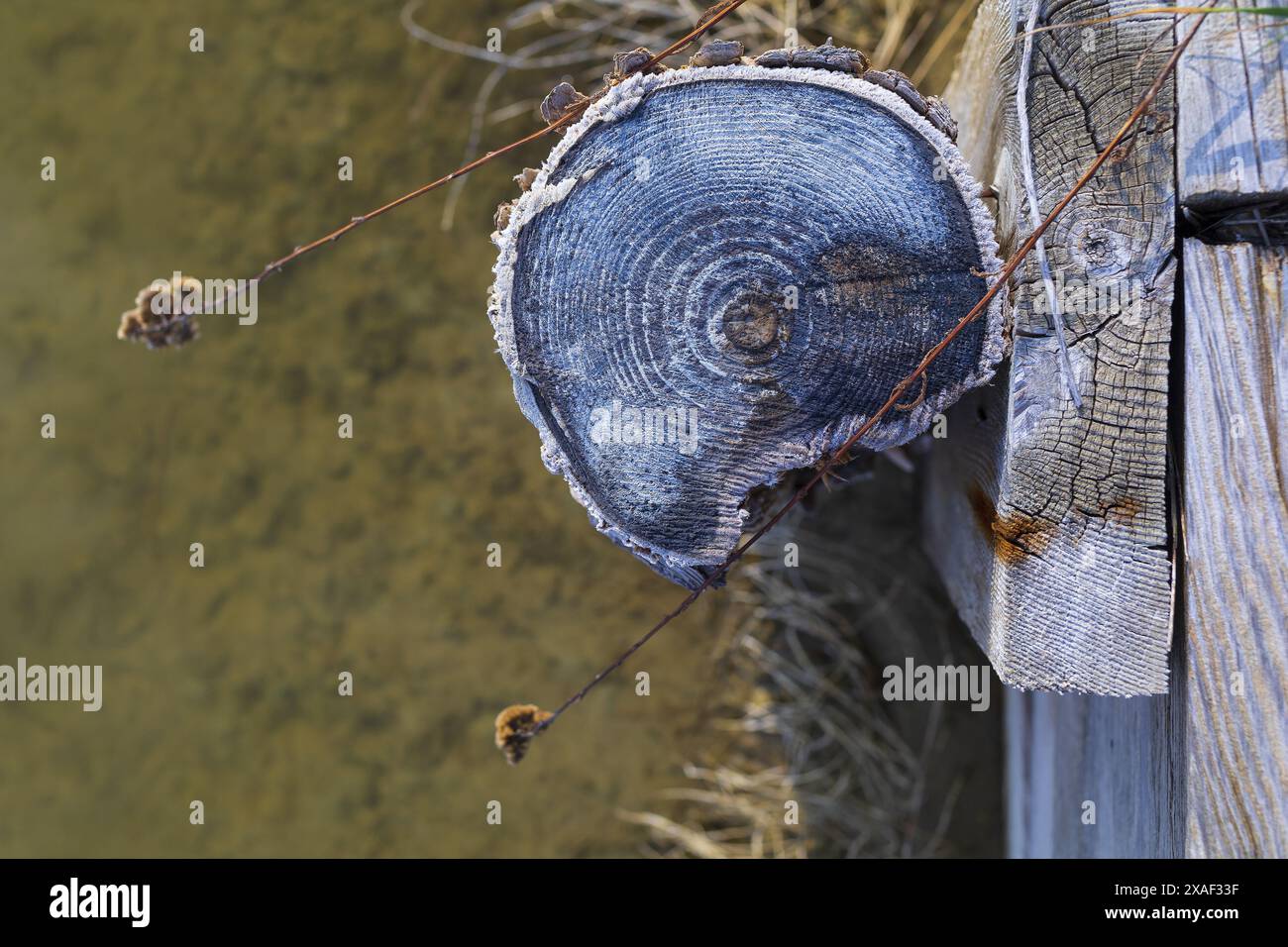 Photo en gros plan d'un tronc d'arbre coupé couvert de sel marin dans une salière dans le parc naturel de Sečovlje Salina près de Piran en Slovénie Banque D'Images
