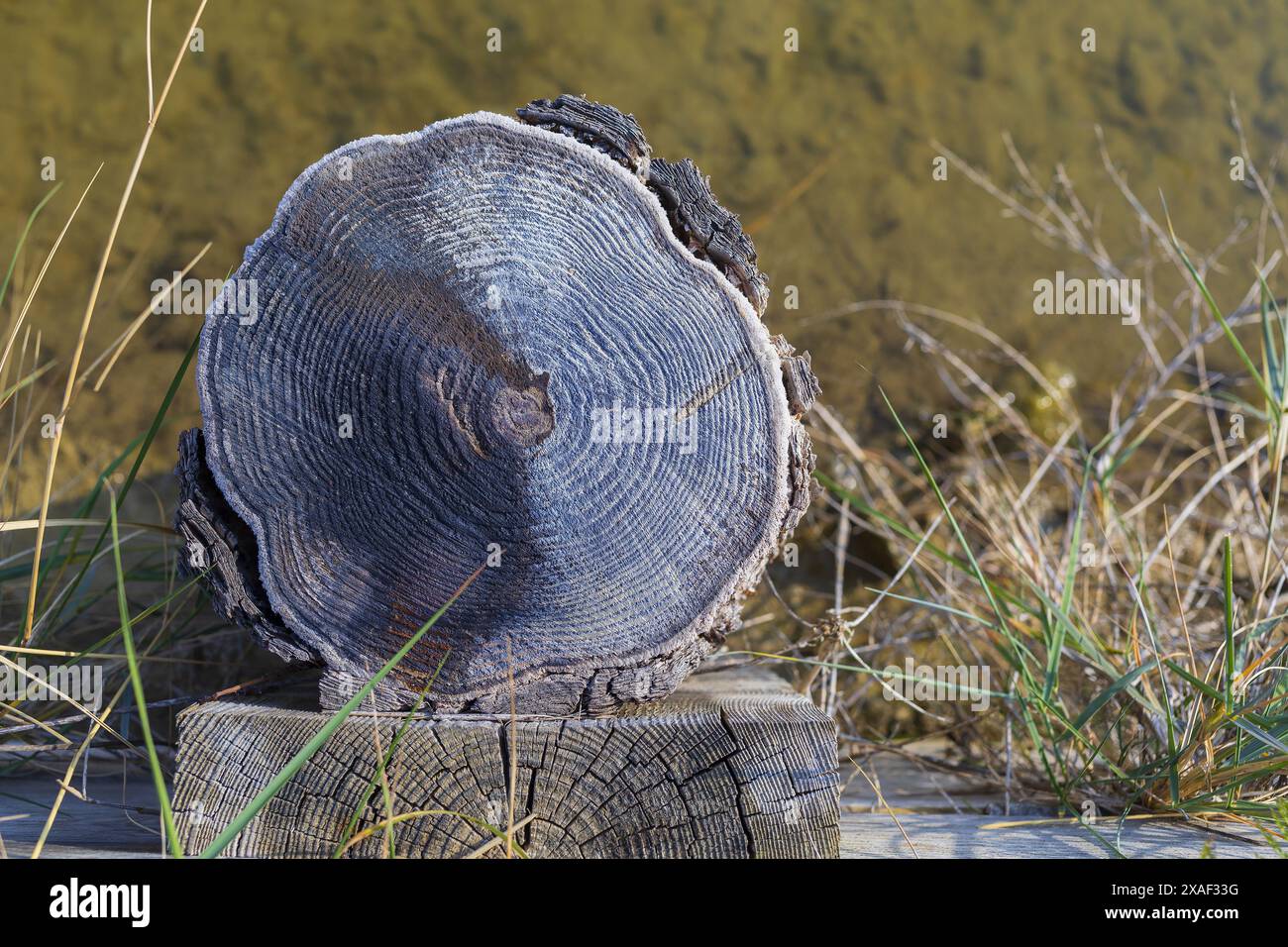 Photo en gros plan d'un tronc d'arbre coupé couvert de sel marin dans une salière dans le parc naturel de Sečovlje Salina près de Piran en Slovénie Banque D'Images