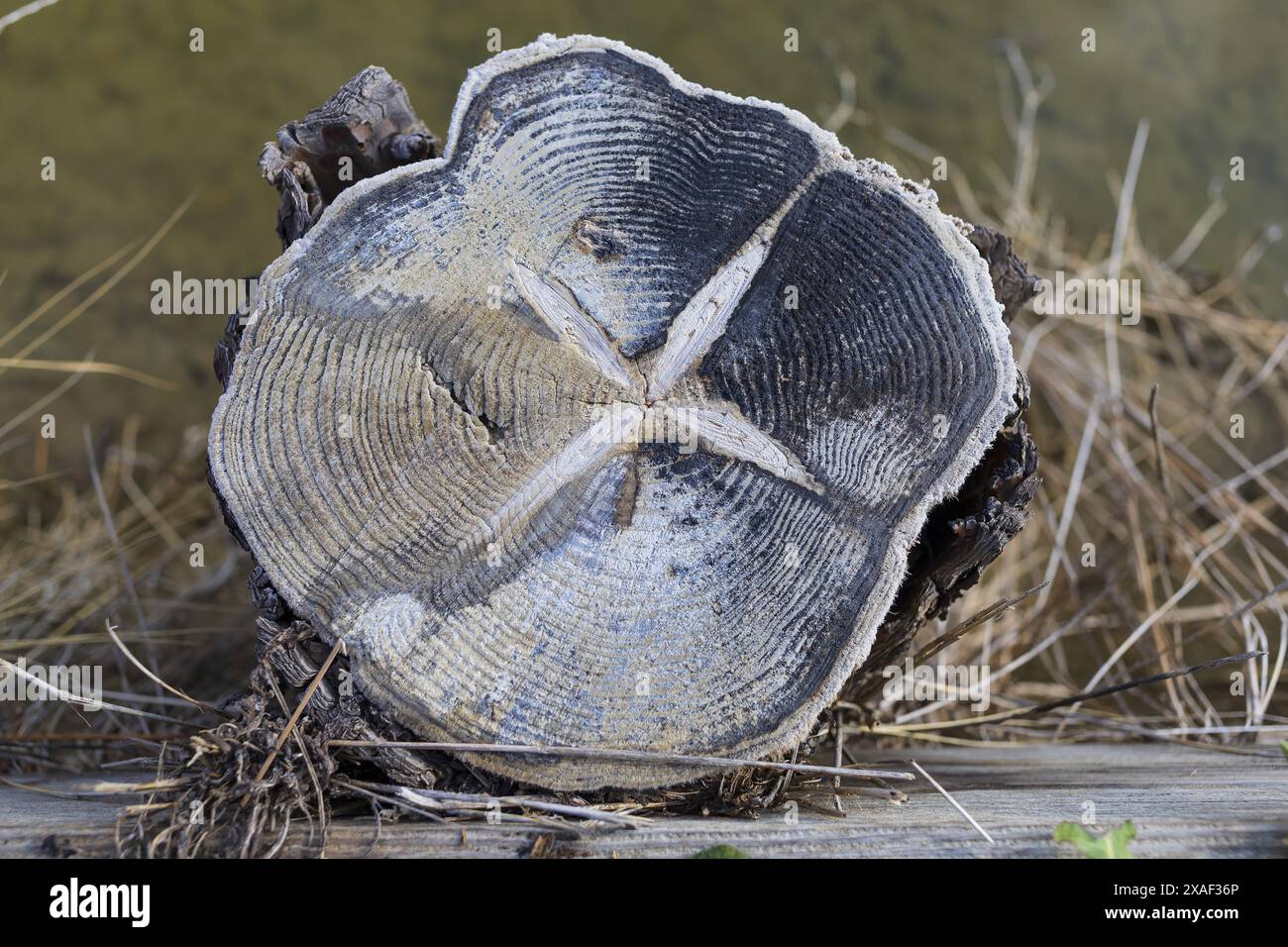 Photo en gros plan d'un tronc d'arbre coupé couvert de sel marin dans une salière dans le parc naturel de Sečovlje Salina près de Piran en Slovénie Banque D'Images
