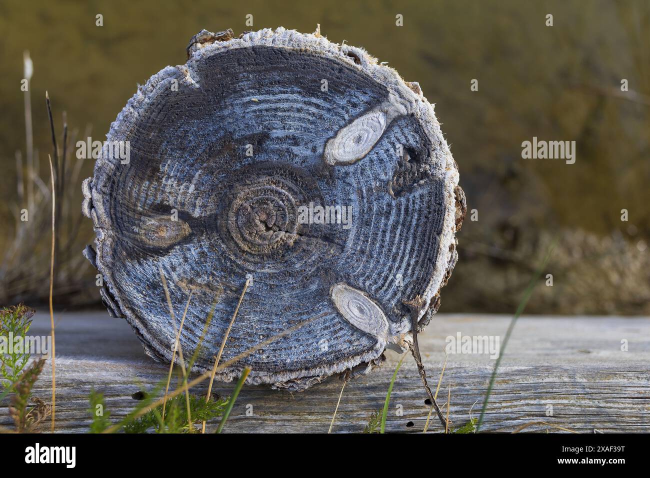 Photo en gros plan d'un tronc d'arbre coupé couvert de sel marin dans une salière dans le parc naturel de Sečovlje Salina près de Piran en Slovénie Banque D'Images