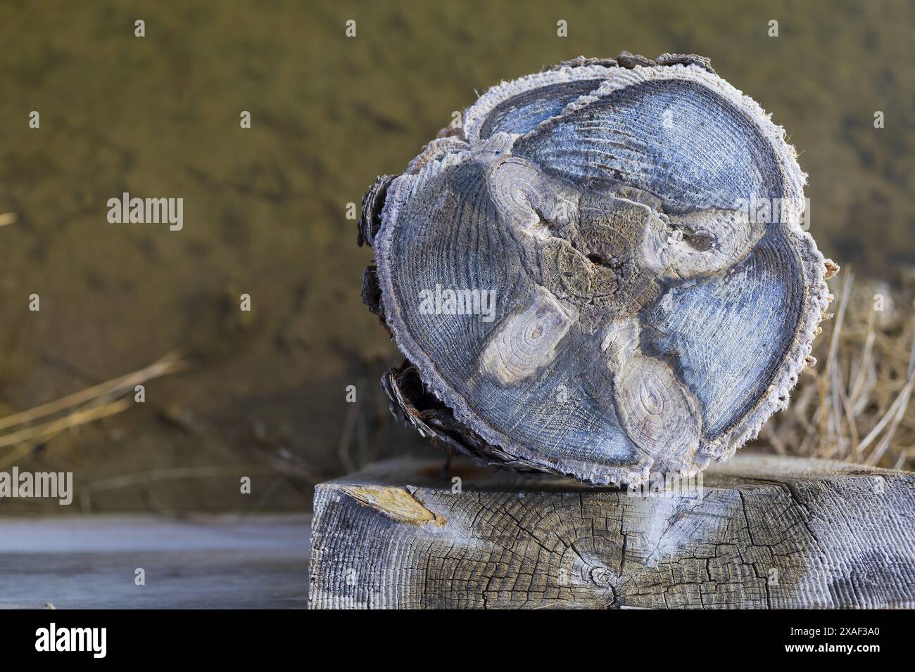 Photo en gros plan d'un tronc d'arbre coupé couvert de sel marin dans une salière dans le parc naturel de Sečovlje Salina près de Piran en Slovénie Banque D'Images