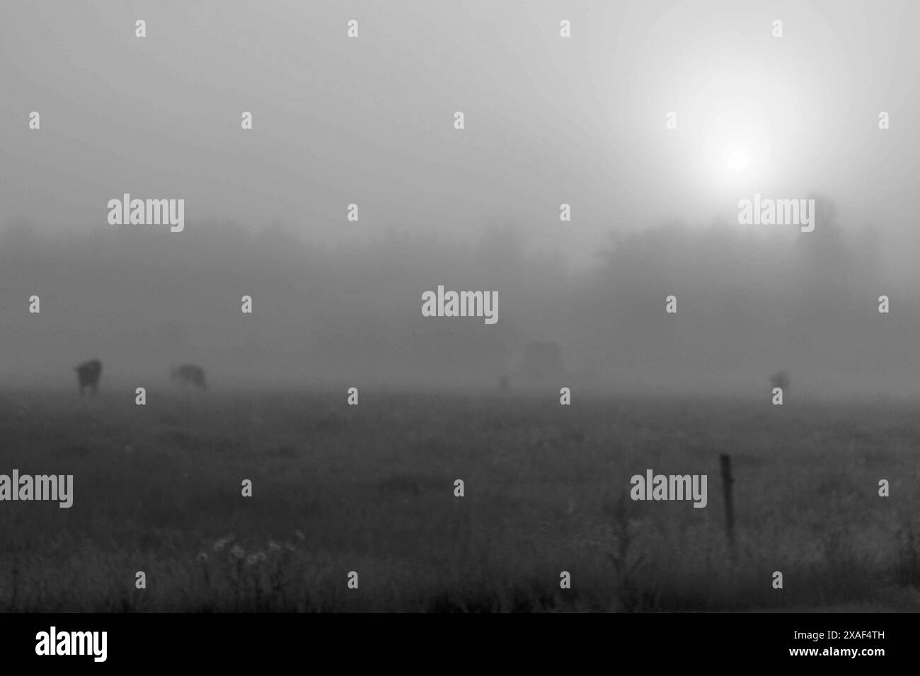 paysage d'un matin brumeux, lever de soleil dans le brouillard, silhouettes floues et floues d'arbres et de plantes, été Banque D'Images