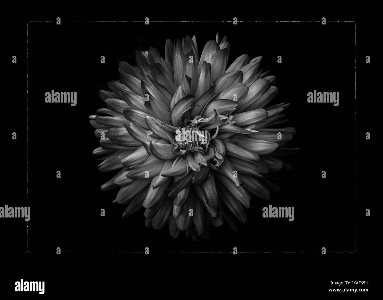 Continuation d'une série de photographies en noir et blanc de fleurs cultivées dans notre cour arrière et dans les jardins de notre quartier ici à Toronto Canada Banque D'Images