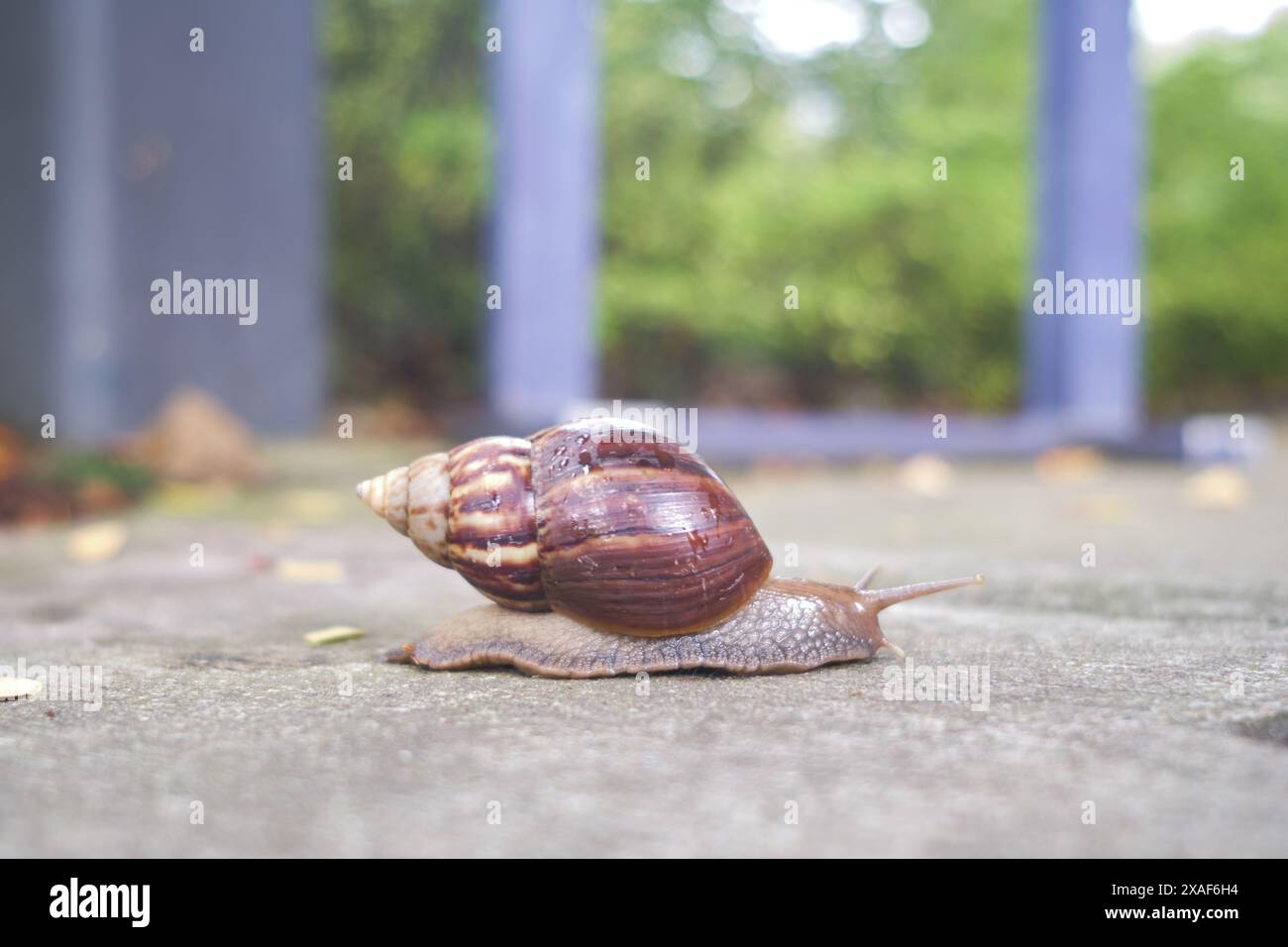 Achatina fulica (escargot terrestre africain géant) traversant une passerelle en béton Banque D'Images