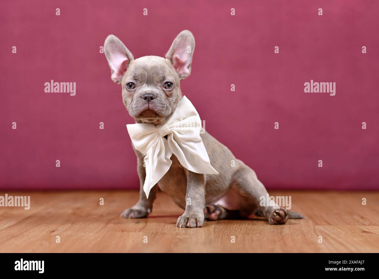 Jeune chiot chien bouledogue français Brindle lilas avec ruban blanc devant le fond de studio Banque D'Images