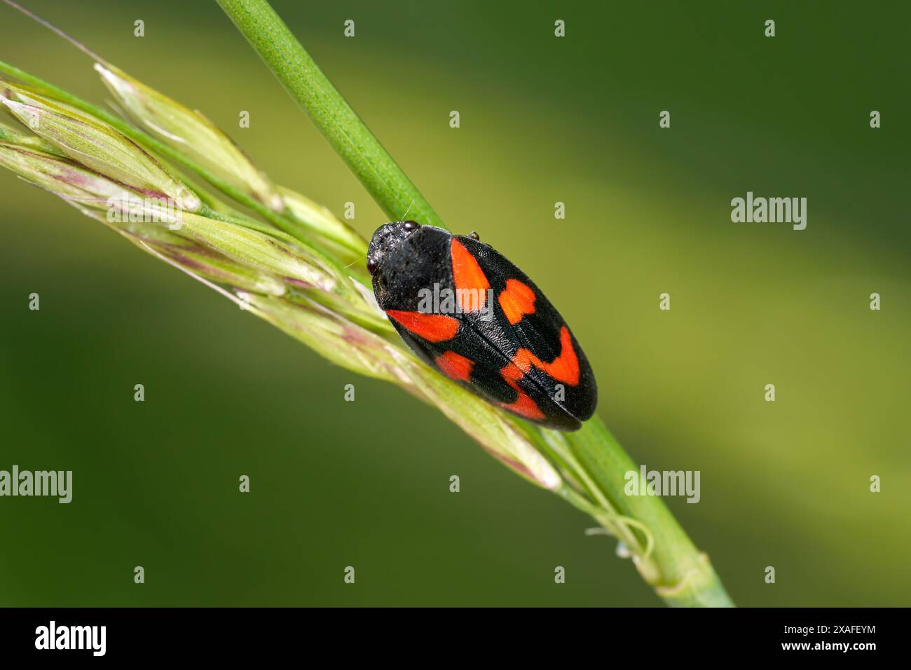 Noir et rouge Froghopper (Cercopis Vulata) sur tige avec épillets d'herbe Banque D'Images