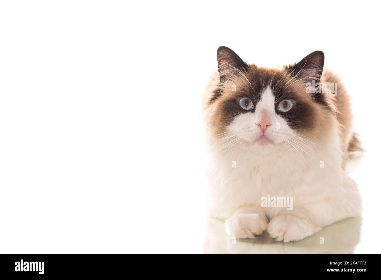 Beau jeune chat Ragdoll en bonne santé isolé sur un fond blanc. Banque D'Images