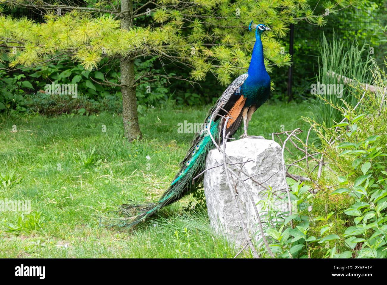 Detroit, Michigan - Un paon (Pavo cristatus) au zoo de Detroit. Les oiseaux sont nourris et soignés, mais sont autorisés à voler dans tout le zoo et, occ Banque D'Images