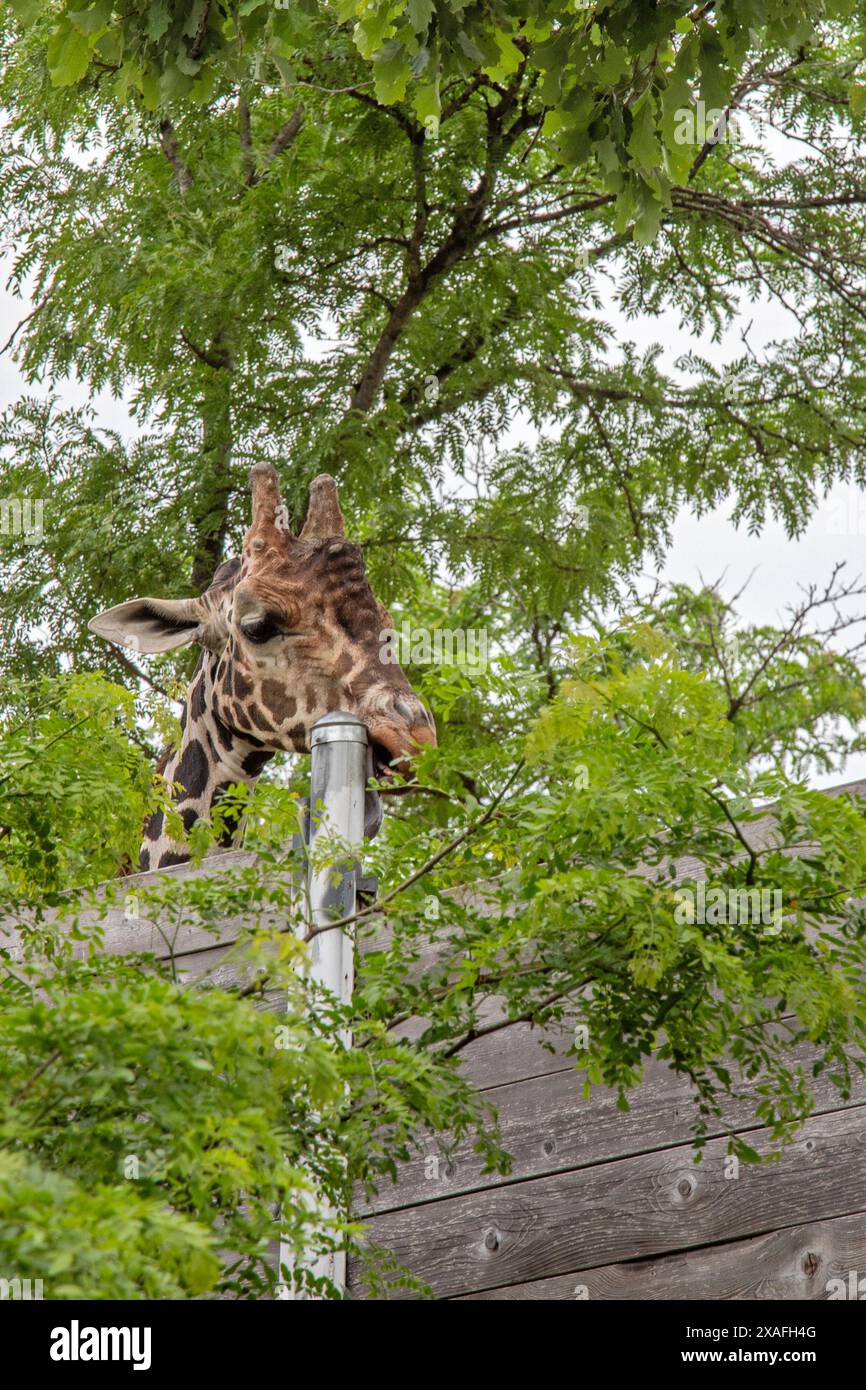 Detroit, Michigan - Une girafe (Giraffa camelopardalis) au zoo de Detroit. Banque D'Images