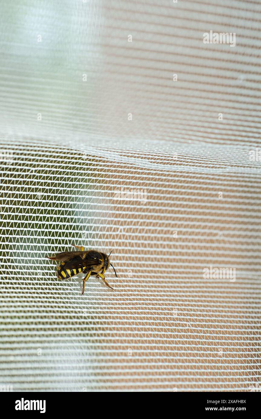 Image d'une abeille au repos sur une surface maillée, parfaite pour les études de la nature et de la vie des insectes. Banque D'Images