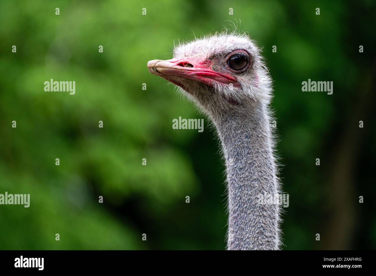Autruche sud-africaine - grand oiseau Banque D'Images
