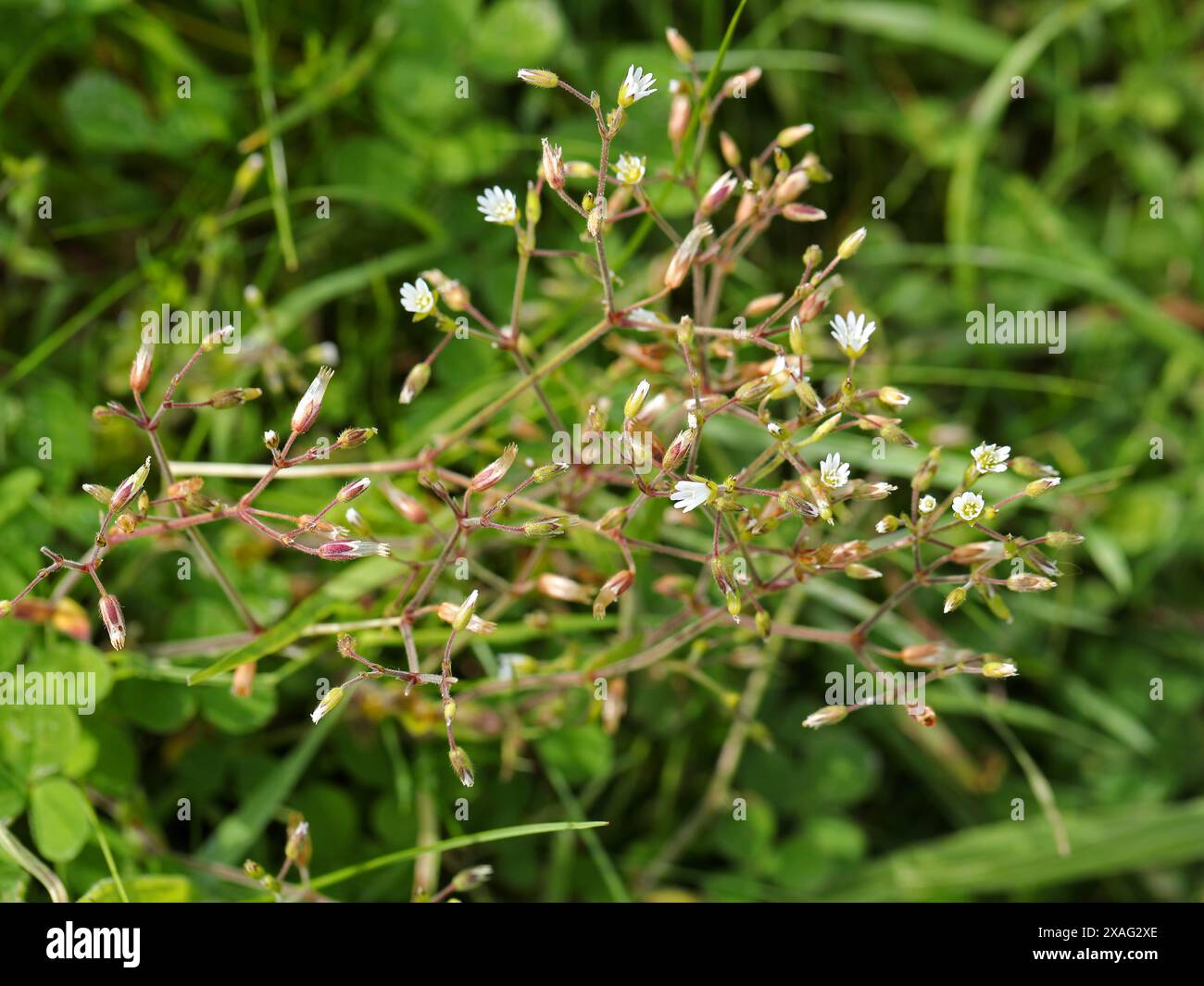 Naine oreille de souris ou piqûre européenne, Cerastium pumilum, Caryophyllaceae. Banque D'Images