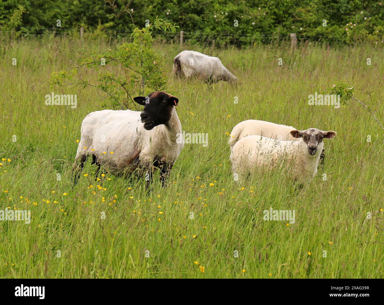 Mouton à face noire Ewe avec deux agneaux, Ovis aries, Bovidae. Le Blackface ou Scottish Blackface est une race de moutons britannique. Banque D'Images