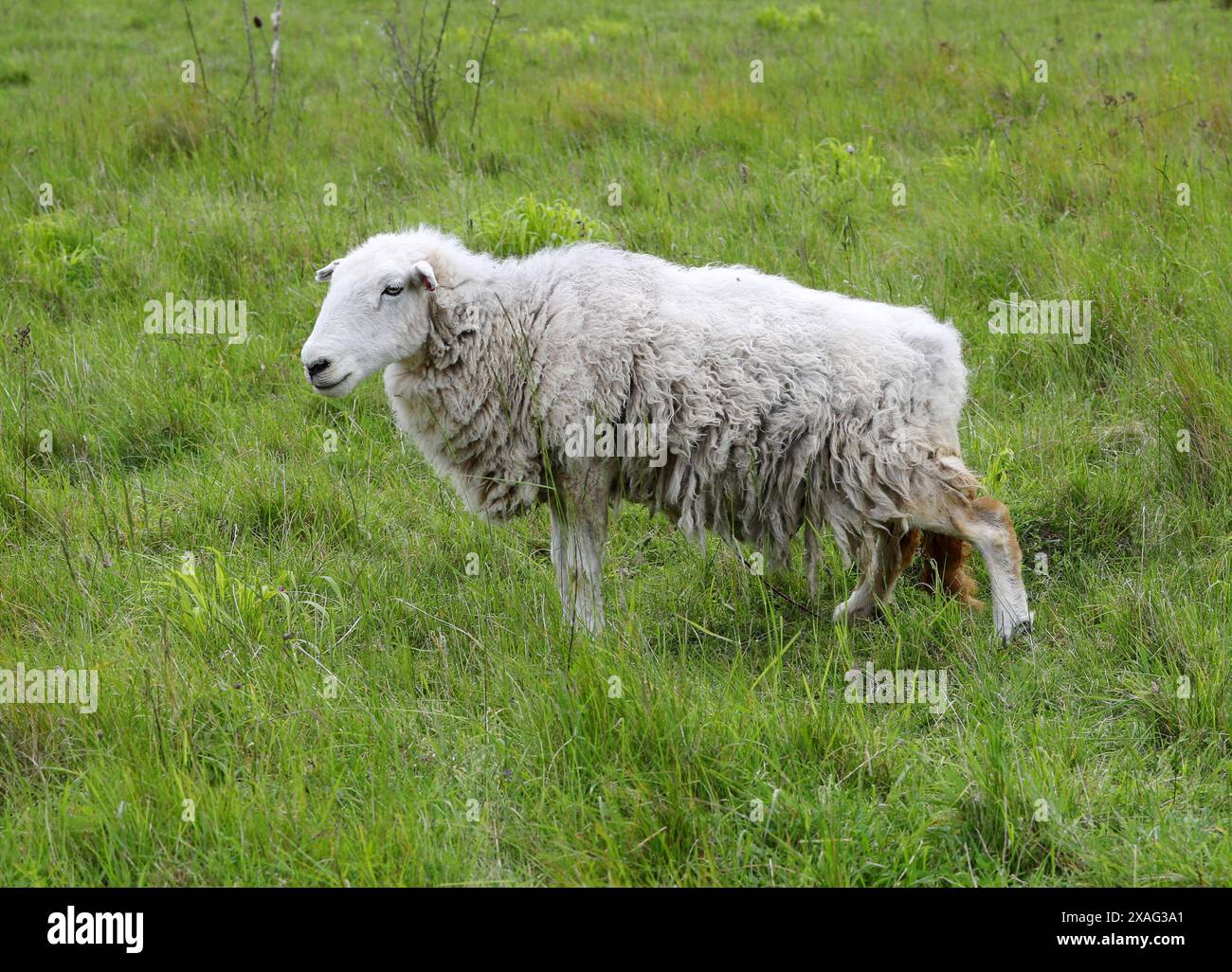 Moutons de Herdwick, brebis, Ovis aries, Caprini, Caprinae, Bovidae. Réserve naturelle de Totternhoe Knolls, Bedfordshire, Royaume-Uni. Le Herdwick est une race de domestiques Banque D'Images