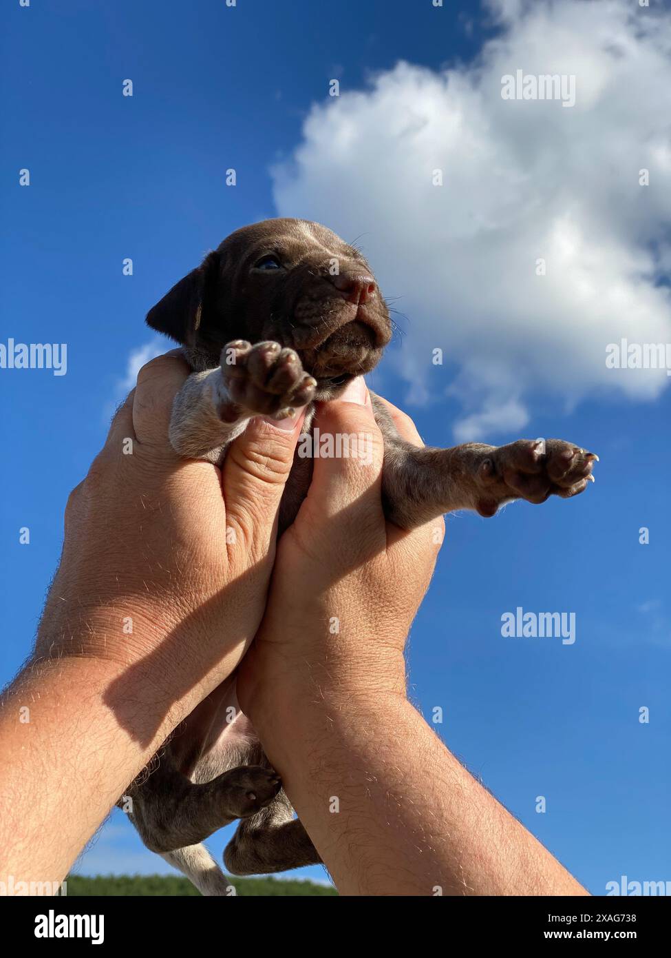 beau chien de chasse pointeur chiot dans les mains d'un homme qui joue avec, avec le ciel bleu avec des nuages derrière elle Banque D'Images