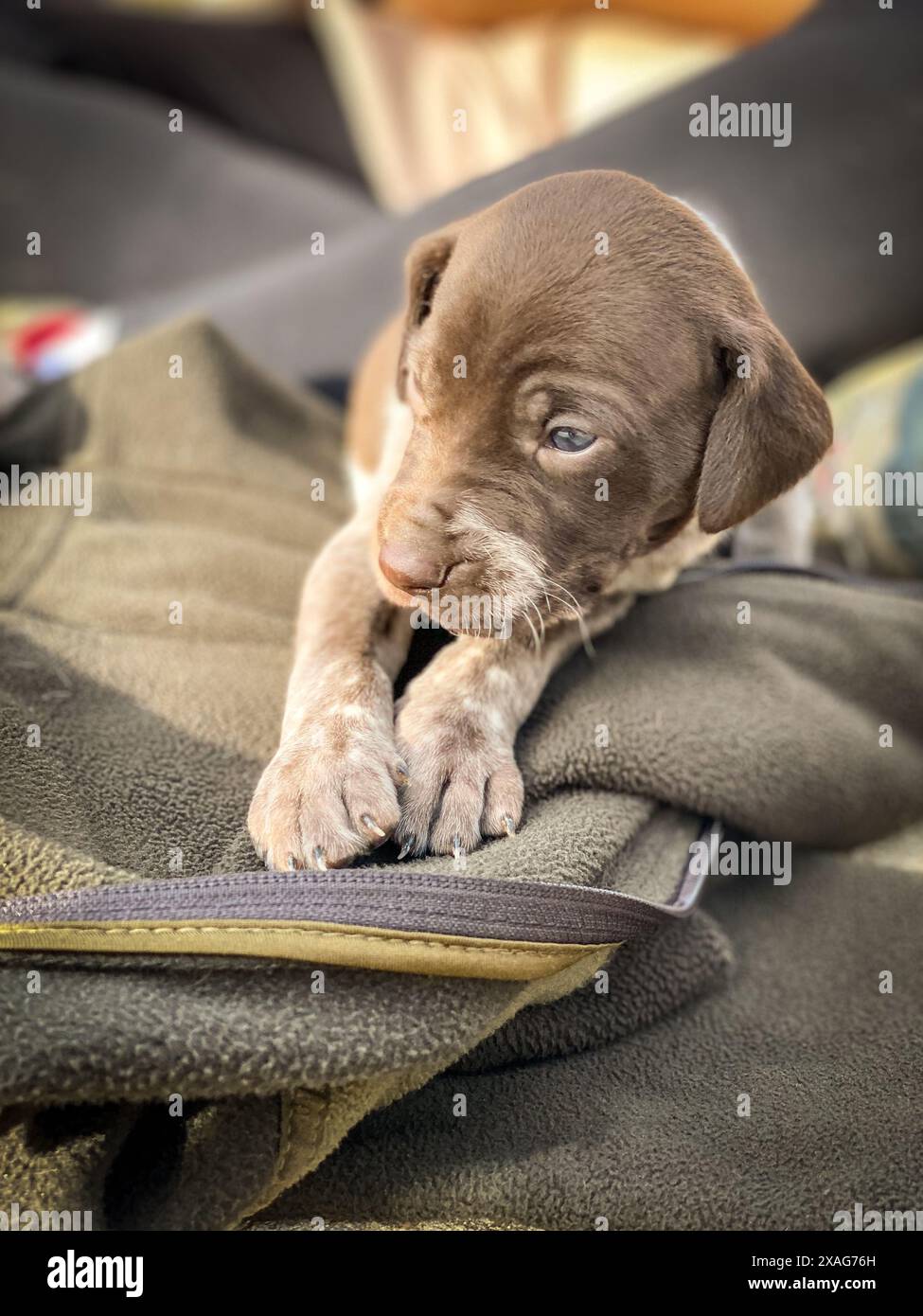 joli chien de chasse chien pointeur sur la veste pour lui donner le manteau Banque D'Images