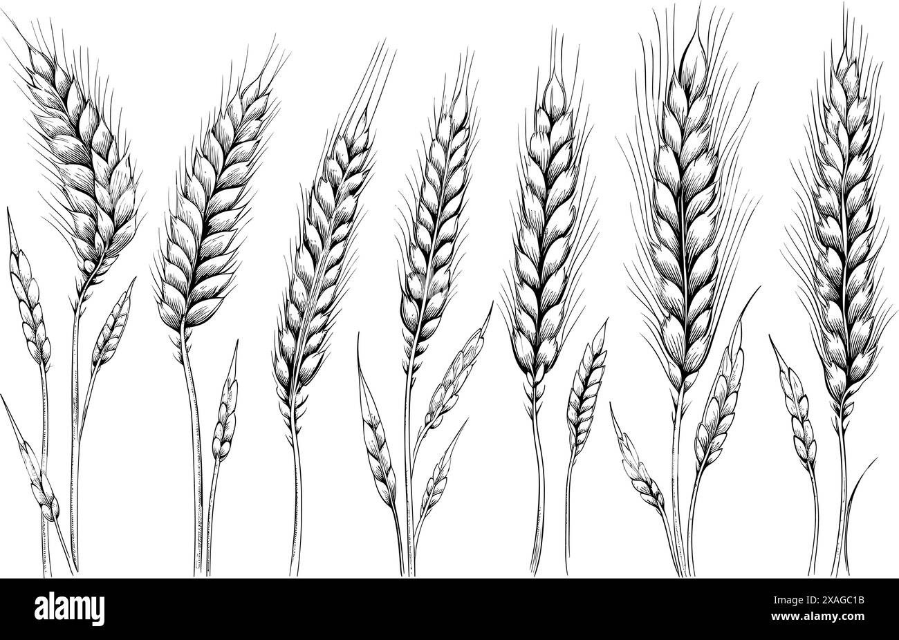 Ensemble d'épis de blé isolés. Dessins à la main illustration d'esquisse. Concept de nourriture de ferme de boulangerie sur backgorund blanc Illustration de Vecteur