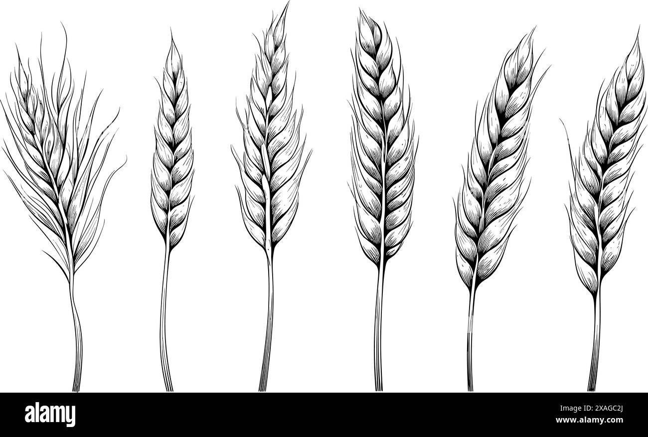 Ensemble d'épis de blé isolés. Dessins à la main illustration d'esquisse. Concept de nourriture de ferme de boulangerie sur backgorund blanc Illustration de Vecteur