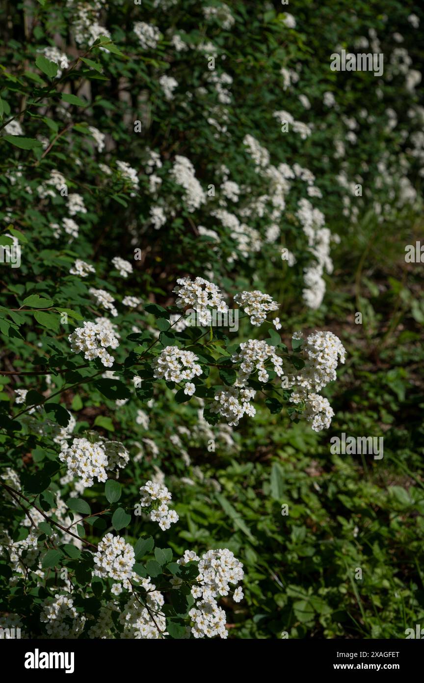 Floraison spiraea x vanhouttei. Floraison Vanhoutte spiraea. Couronne de mariée fleurs blanches. Banque D'Images