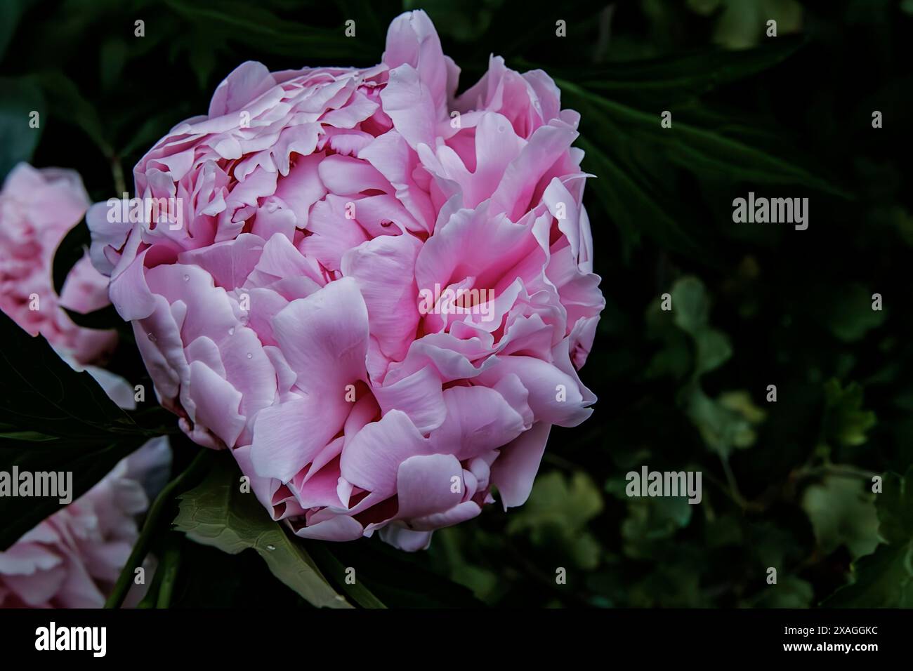 Fleur de pivoine rose après une tempête printanière Banque D'Images