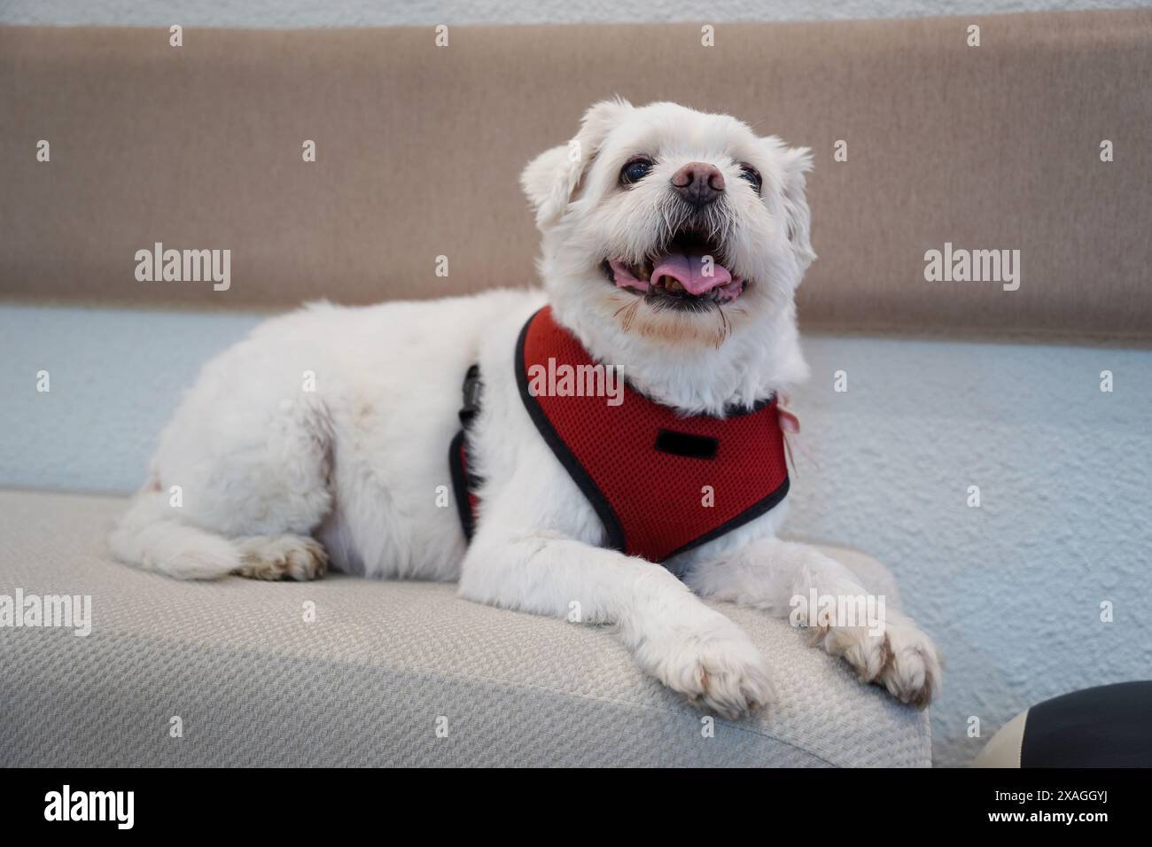 Chien maltais blanc dans un harnais rouge assis sur le canapé Banque D'Images