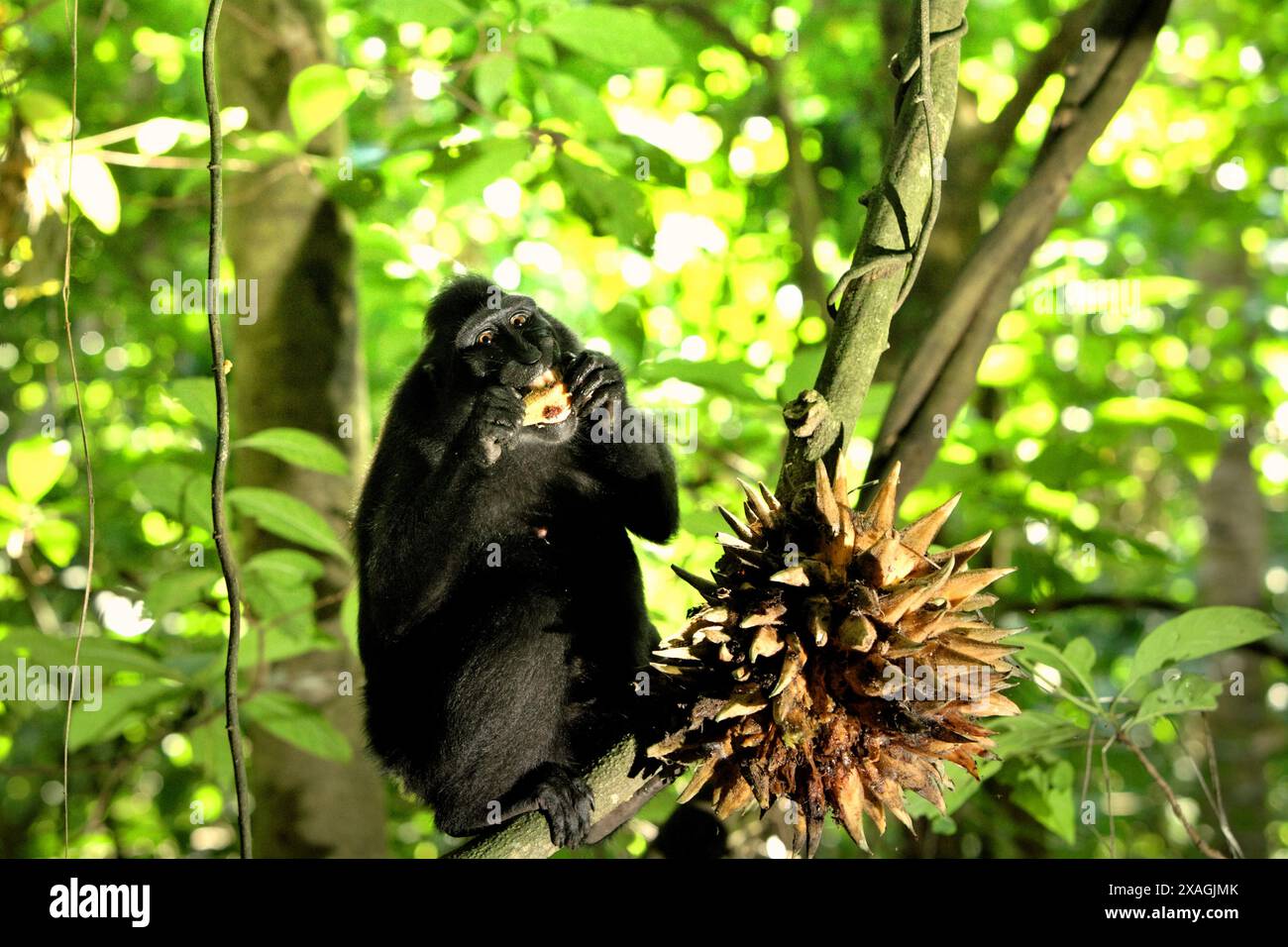 Un macaque à crête noire (Macaca nigra) mange assis sur la liane, près d'un bouquet de fruits, dans la réserve naturelle de Tangkoko, Sulawesi du Nord, Indonésie. Banque D'Images