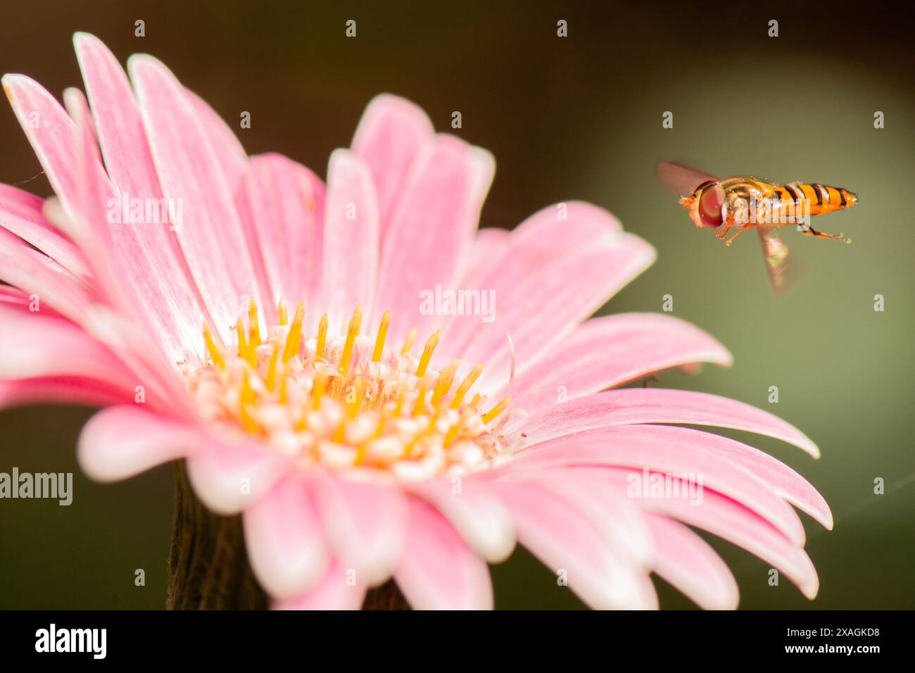 Episyrphus balteatus, parfois appelé la marmelade hoverfly, est une mouche relativement petite de la famille des Syrphidae. Banque D'Images