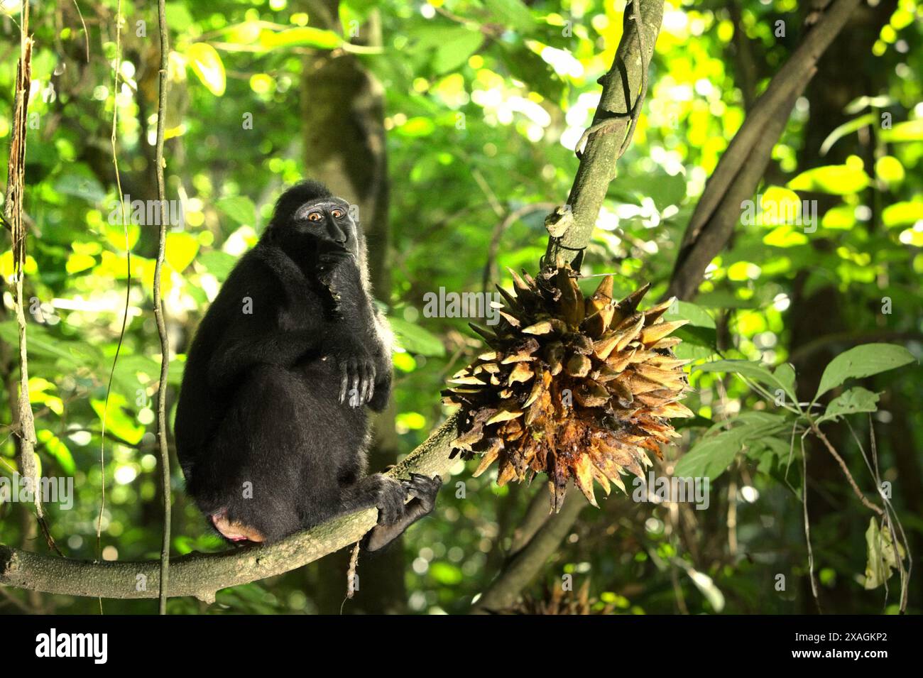 Un macaque à crête noire (Macaca nigra) se trouve sur une vigne de liane, derrière un bouquet de fruits, dans la réserve naturelle de Tangkoko, dans le nord du Sulawesi, en Indonésie. Banque D'Images