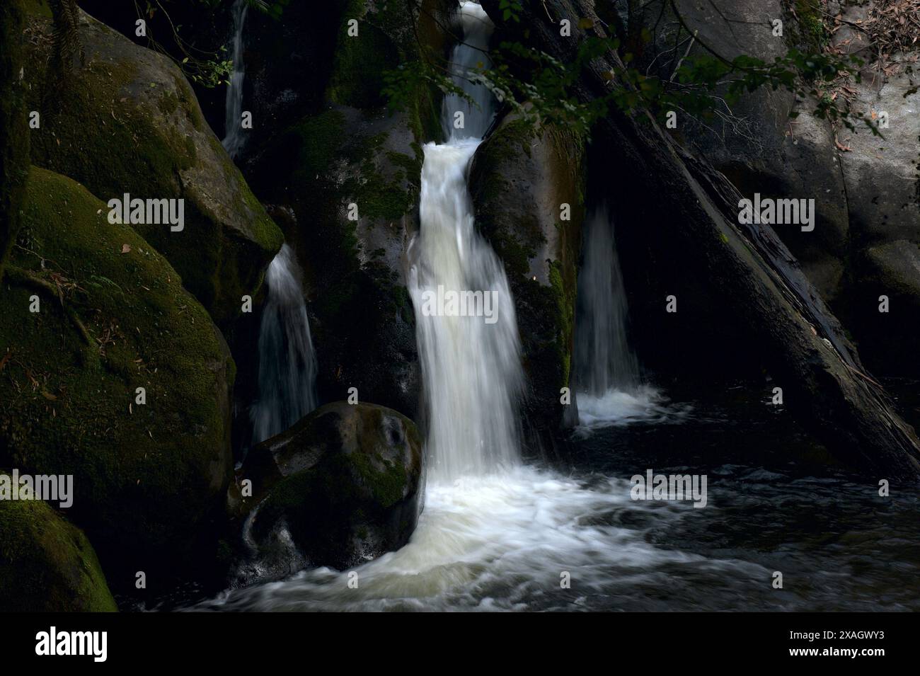 Taggerty Cascades se trouve sur la rivière Taggerty, au nord de Marysville, à Victoria, en Australie. La plus grande partie de cette zone a été détruite dans les 2009 feux de brousse. Banque D'Images