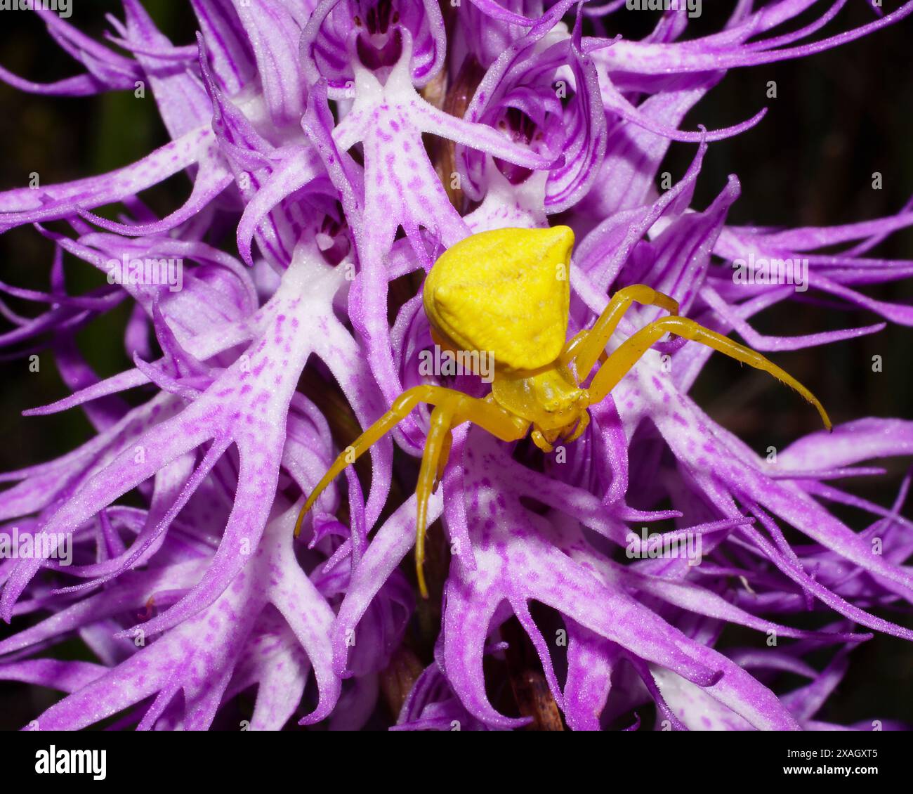 Araignée de crabe jaune (Thomisus onustus) sur fleur d'orchidée italienne (Orchis italica), Chypre Banque D'Images