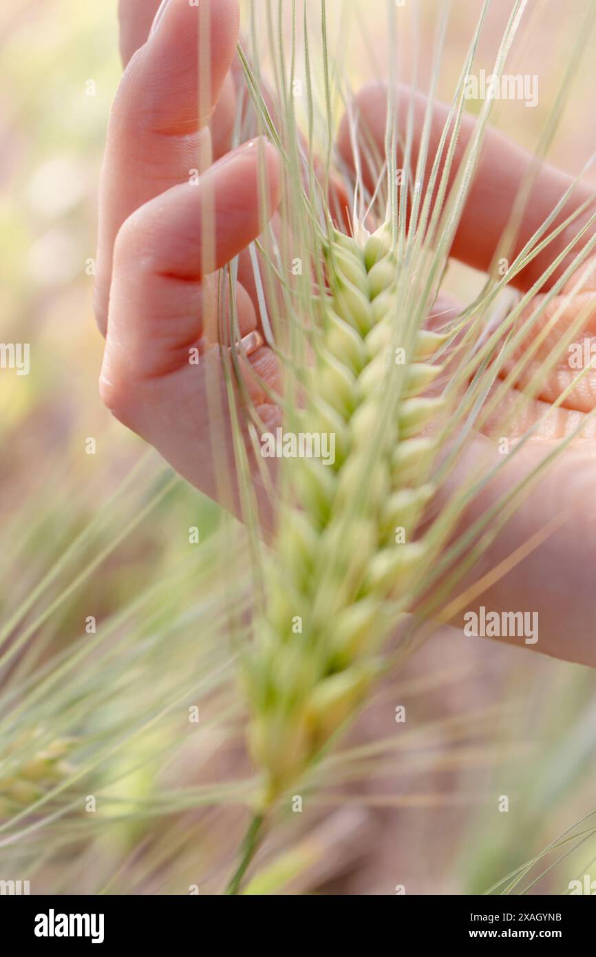 Main tenant l'épi de blé. Oreille verte de blé dans les mains de la femme. Récolte d'été. Contexte agricole. Mains de fermier avec des oreilles de blé. Concept de terres agricoles. Banque D'Images