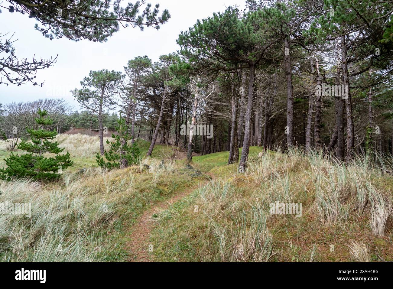 La forêt de Murvagh dans le comté de Donegal, Irlande. Banque D'Images