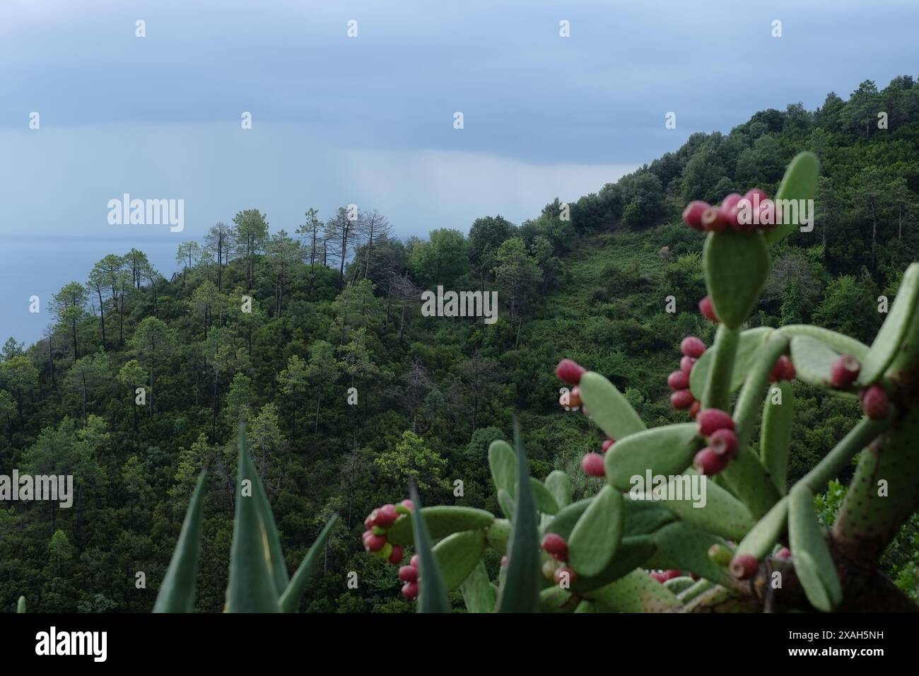 Pagaies de barbarie et poire cactus rouge, colline boisée de pins, océan et ciel balayé par la pluie au-dessus du Parco Nazionale delle Cinque Terre Monterosso Banque D'Images