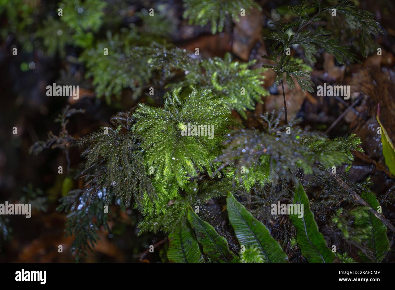 Texture de mousse vert vif et de lichen. Image de fond de la forêt de Nouvelle-Zélande. Banque D'Images