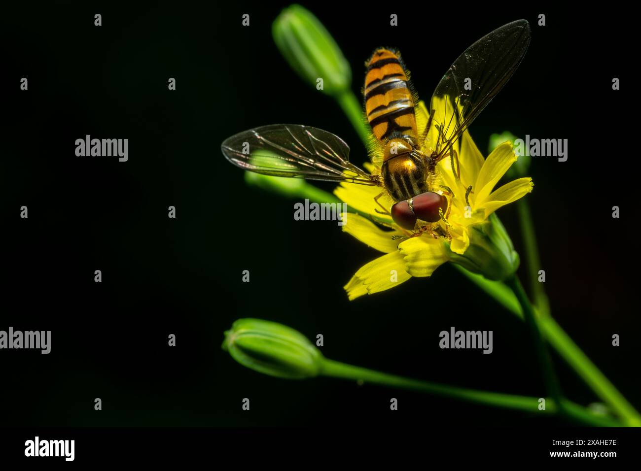 Image macroscopique d'un aphideater occidental Eupeodes fumipennis ort sur une fleur jaune. Espèces de mouches stationnaires de la famille des Syrphidae. Copier l'image de l'espace. Banque D'Images