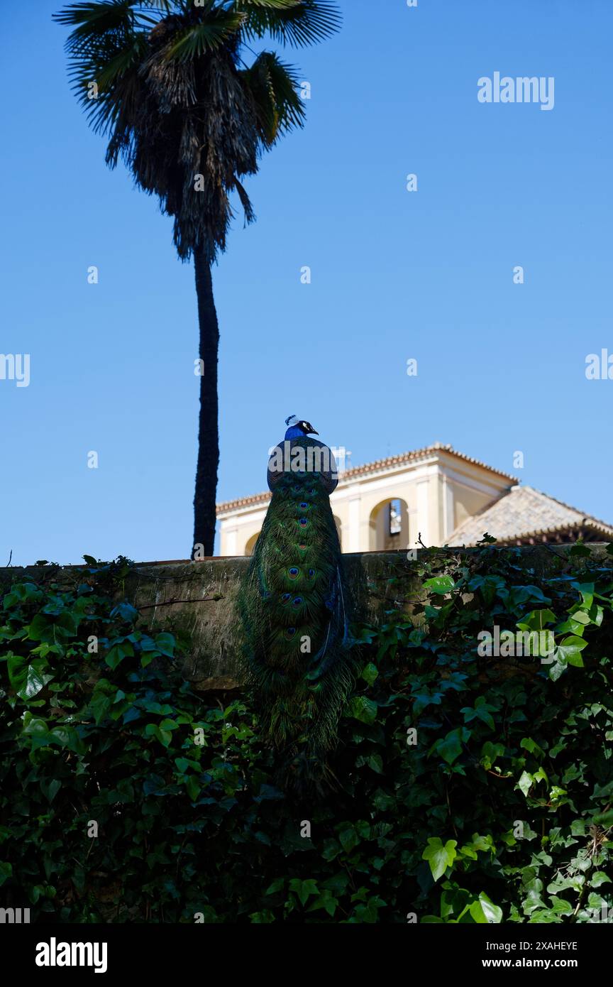 Paon vibrant perché sur un mur de pierre avec des vignes à Séville, avec l'architecture historique, un palmier et un ciel bleu clair comme toile de fond lumineuse Banque D'Images