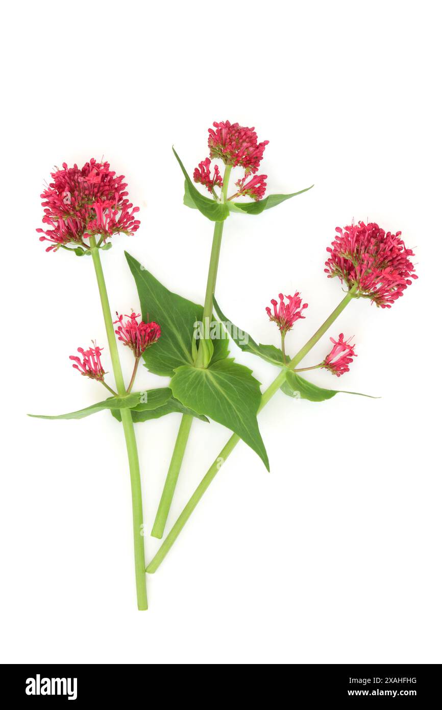 Plante de fleur d'herbe de valériane rouge sur fond blanc. Utilisé dans la décoration alimentaire florale et la médecine à base de plantes pour traiter l'insomnie et pour la relaxation. Banque D'Images