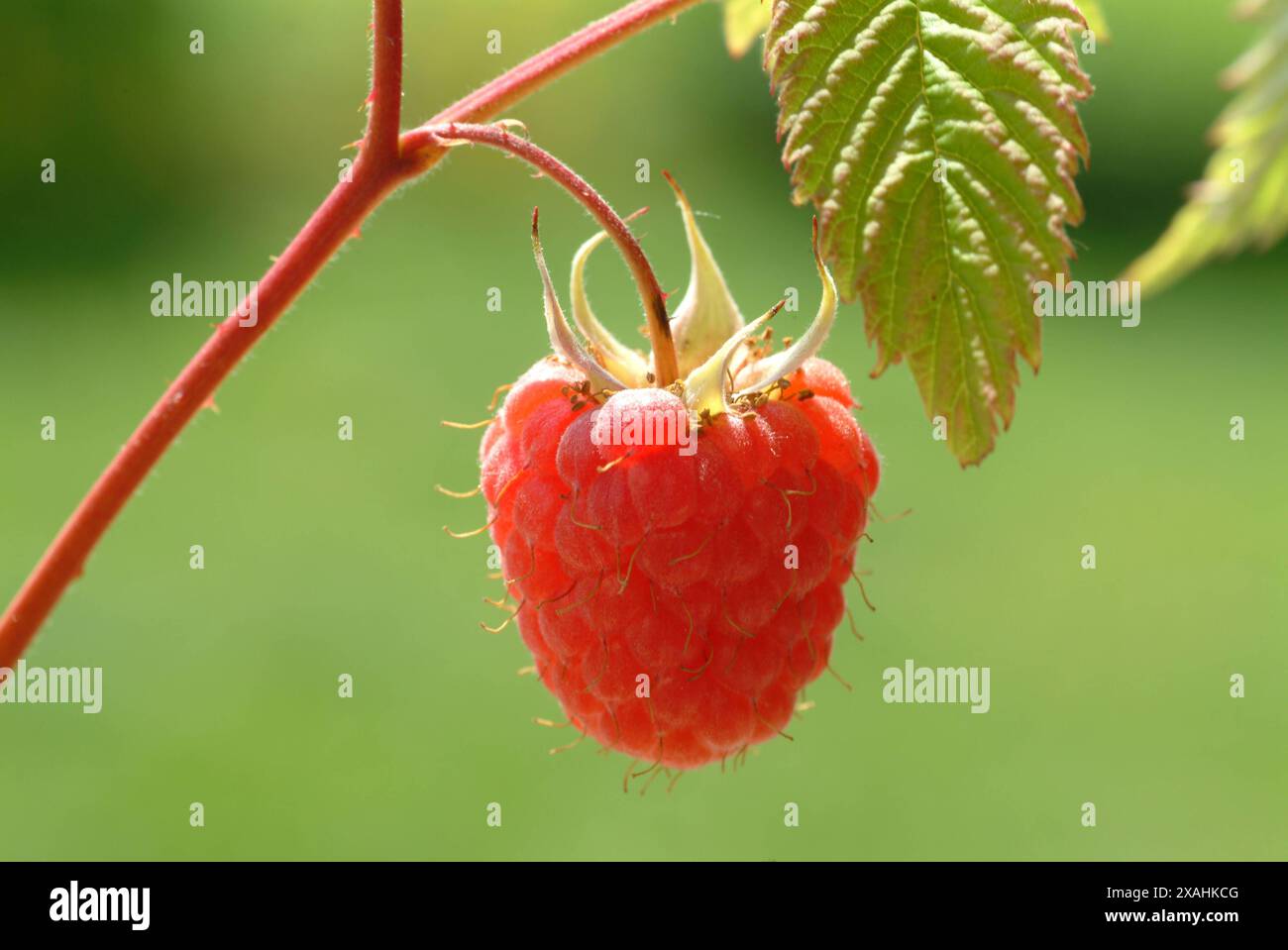 reife Himbeere an der Pflanze, Rubus spp Banque D'Images