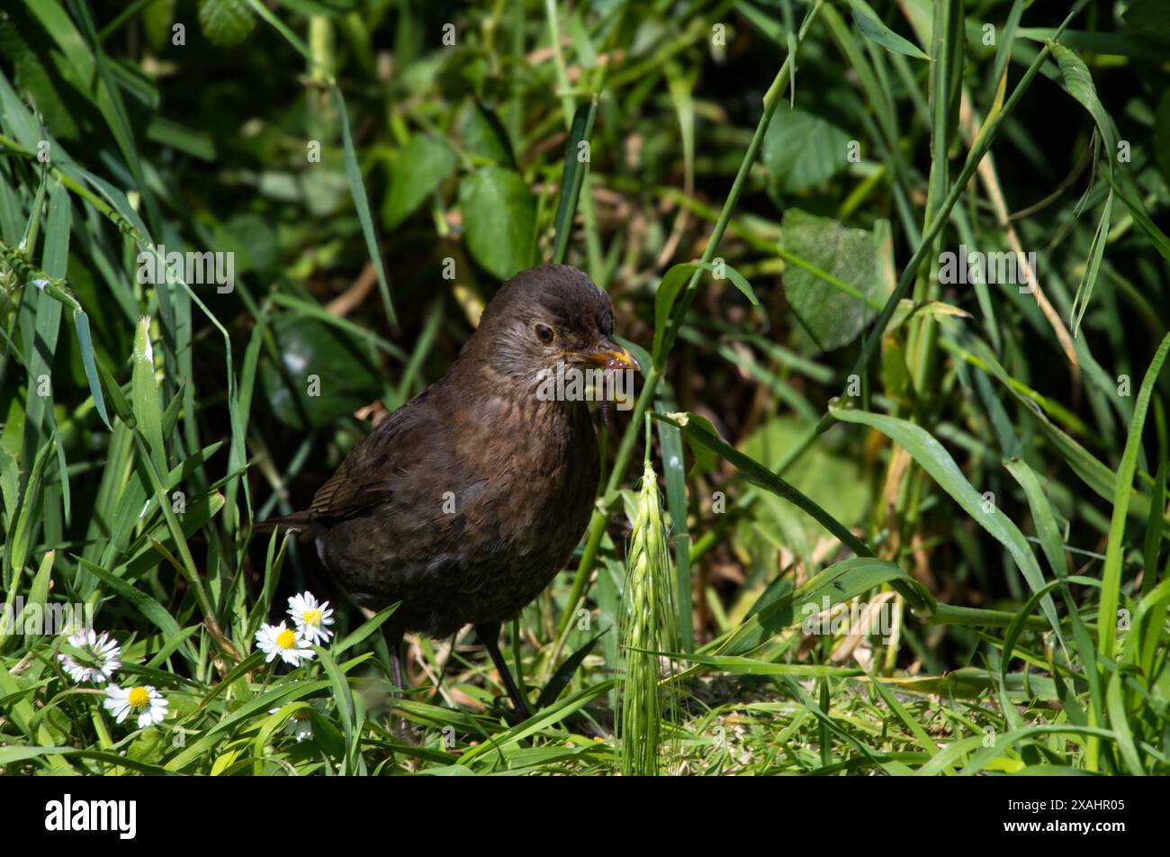 Femelle oiseau noir avec un ver dans sa bouche Banque D'Images