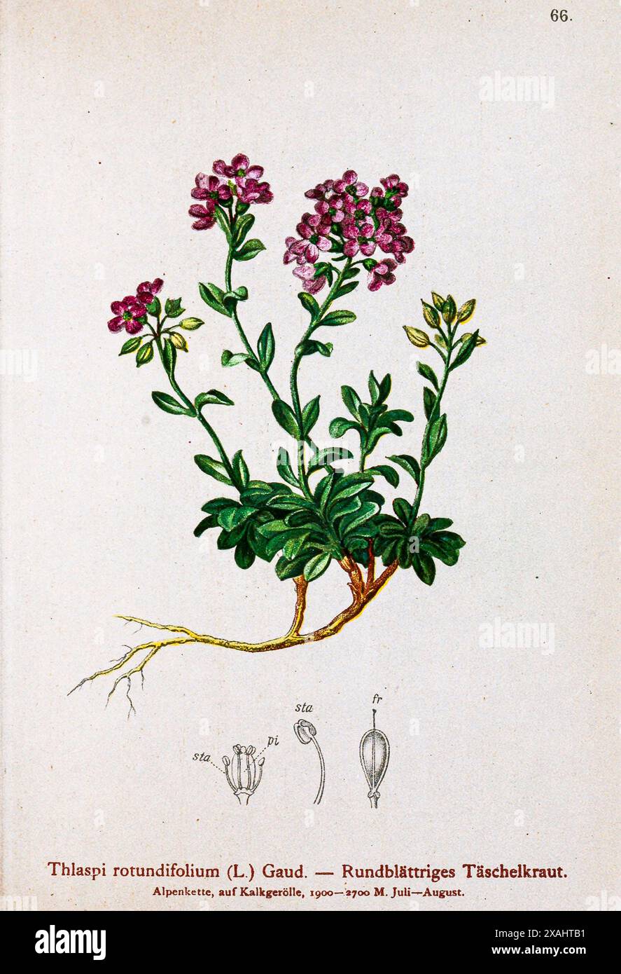 Thlaspi rotundifolium (l ) Gaud. — Rundblättriges Täschelkraut. Thlaspi rotundifolium est une plante à fleurs annuelle robuste de la famille des Brassicaceae capable de survivre dans des conditions arctiques. ALIAS Nkia dessin botanique tiré de ' Atlas der Alpenflora ' par Hartinger, Anton, né en 1806 ; Dalla Torre, K. W. von (Karl Wilhelm), 1850-1928, Deutscher Alpenverein (fondé en 1874) Banque D'Images