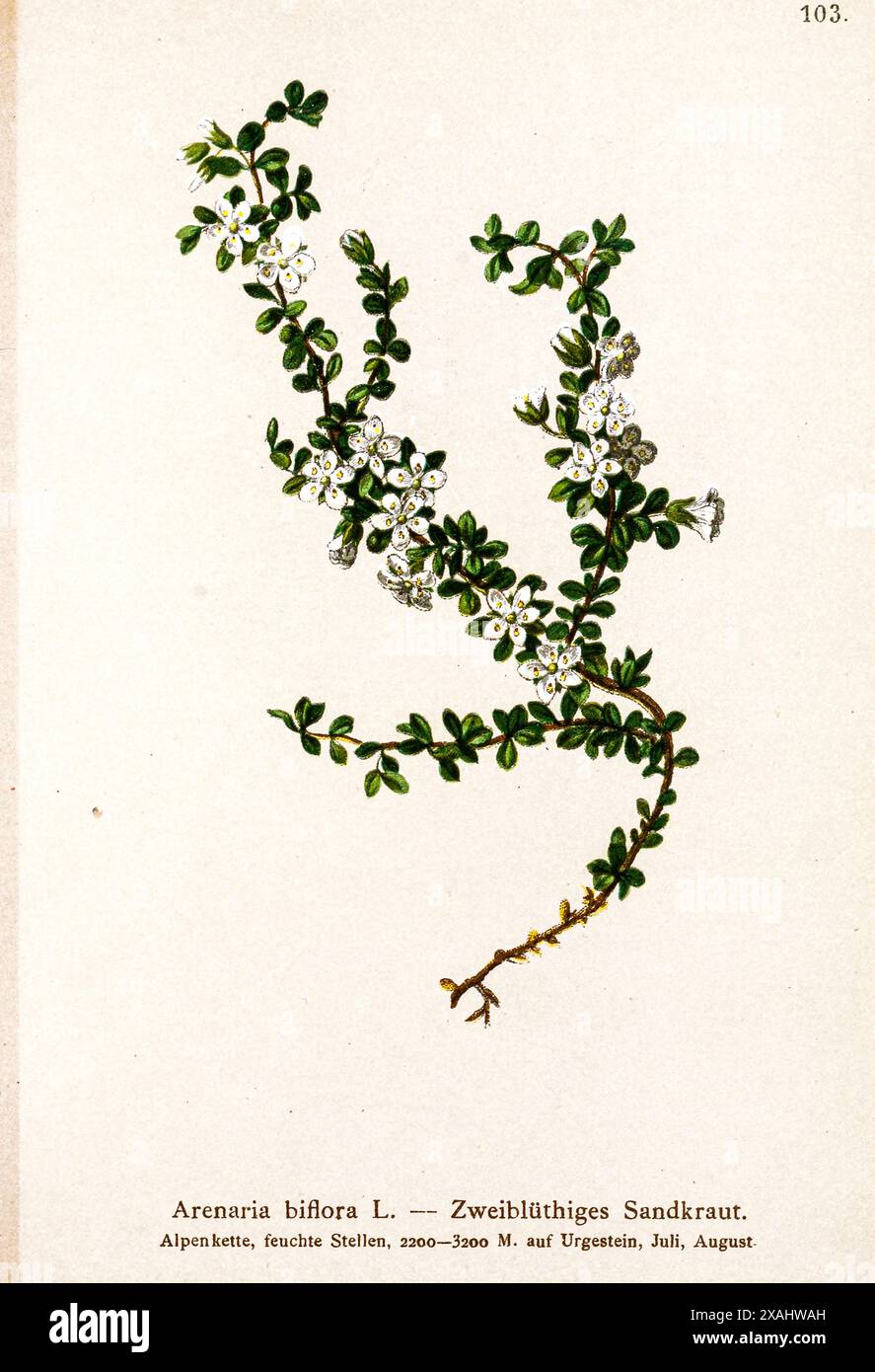 Arenaria biflora L. — Zweiblüthiges Sandkraut. Dessin botanique tiré de ' Atlas der Alpenflora ' par Hartinger, Anton, né en 1806 ; Dalla Torre, K. W. von (Karl Wilhelm), 1850-1928 ; Deutscher Alpenverein (fondé en 1874) Banque D'Images