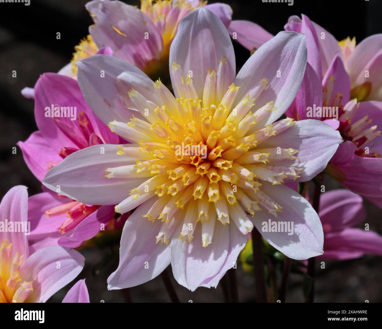 Dahlia Starburst Rose Banque D'Images