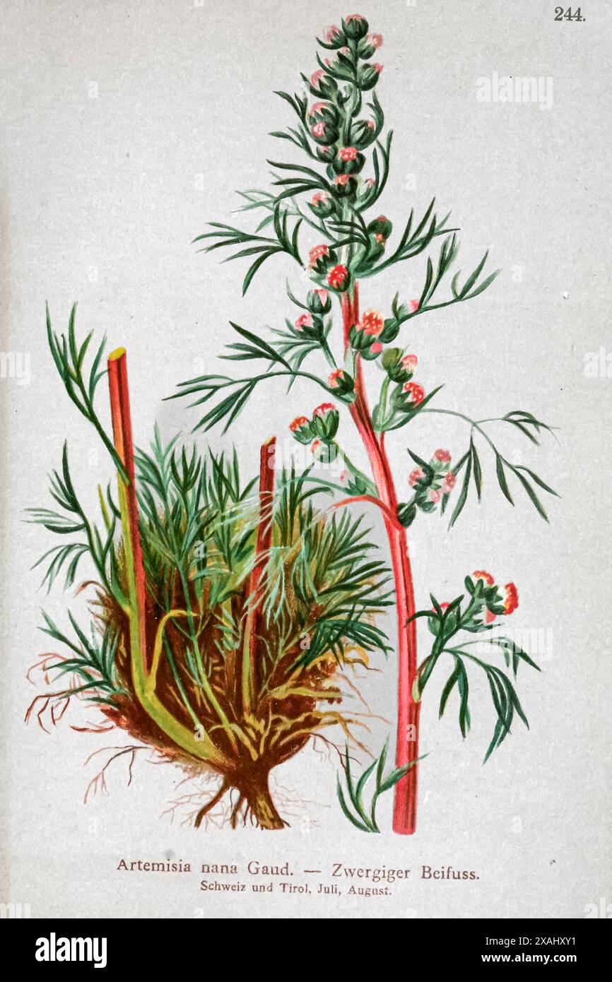 Artemisia nana Gaud. Zwergiger Beifuss. Dessin botanique tiré de ' Atlas der Alpenflora ' volume 2 par Hartinger, Anton, né en 1806 ; Dalla Torre, K. W. von (Karl Wilhelm), 1850-1928, Deutscher Alpenverein (fondé en 1874) Banque D'Images