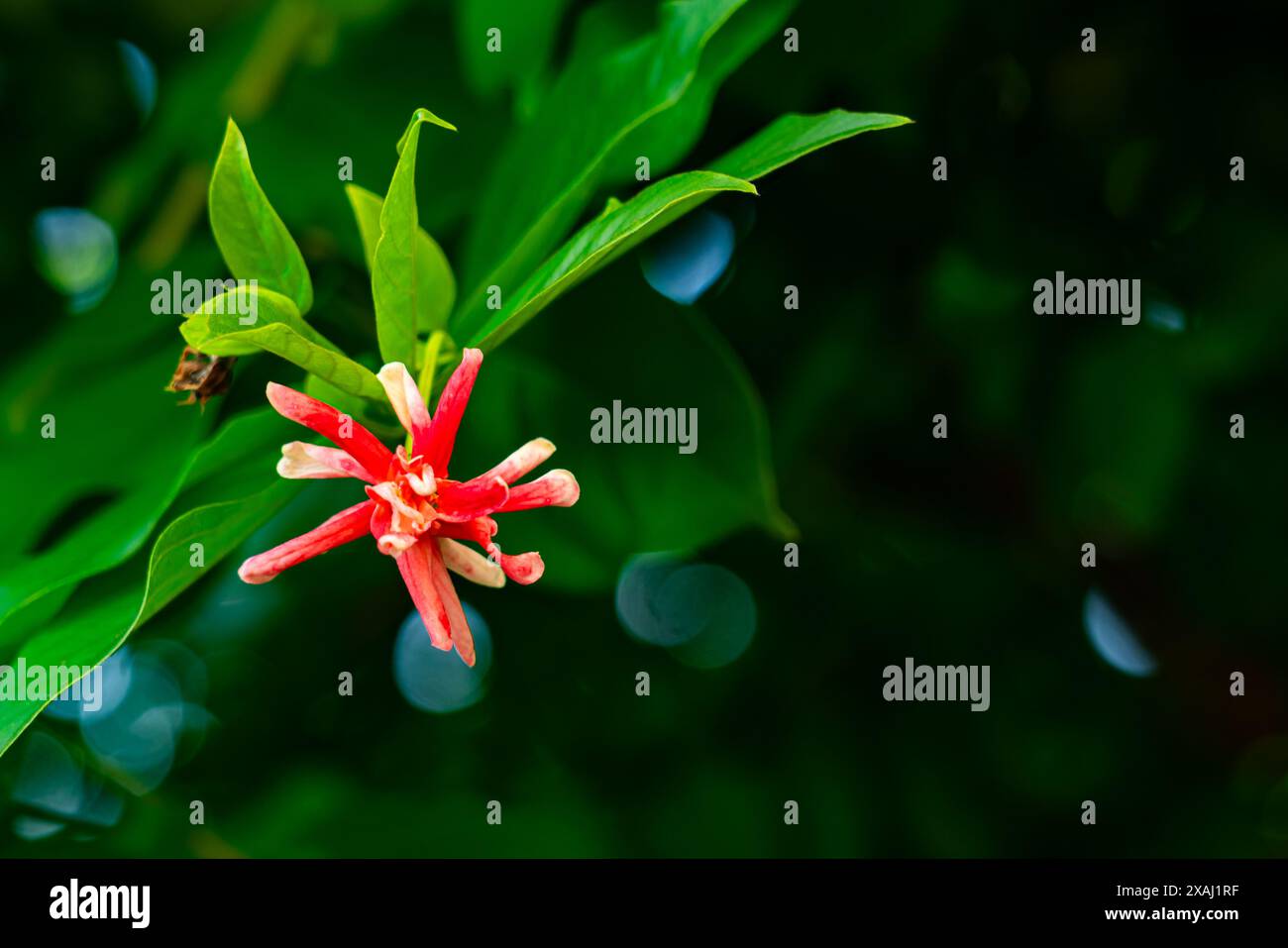 Vue de fleur unique Combretum indicum avec feuilles vertes et bokeh. La fleur de Combretum indicum est communément connue sous le nom de succion au miel chinois ou Ra Banque D'Images