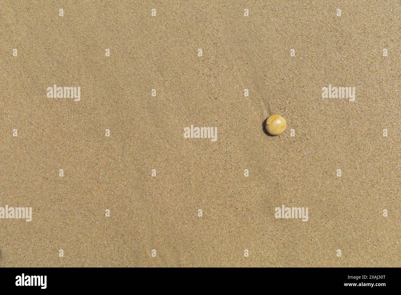 gros plan photo plate d'une petite pierre brun jaune sur la surface de plage de sable humide Banque D'Images