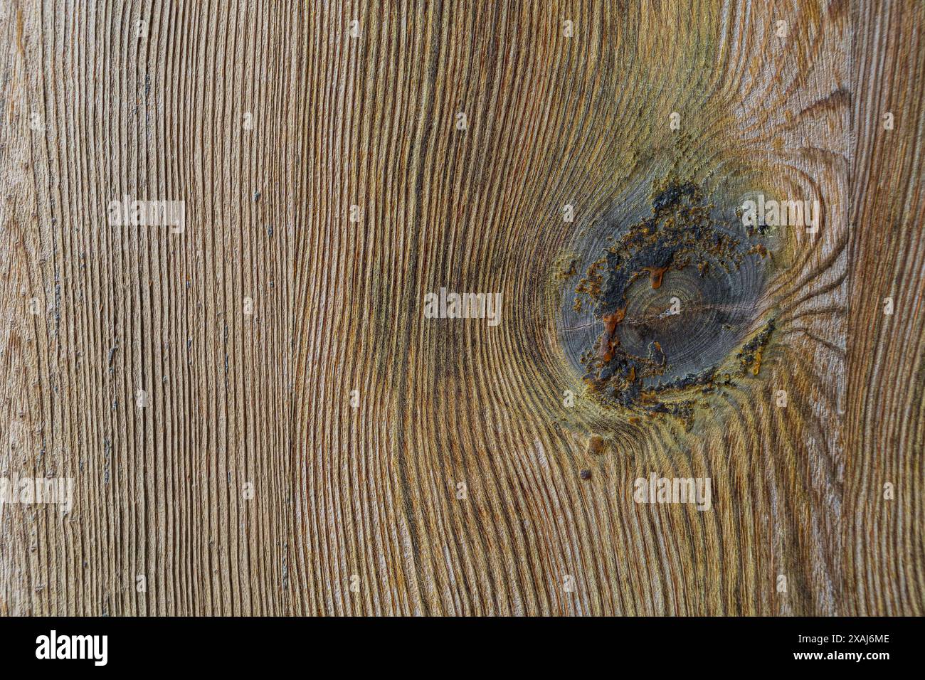photographie à plat en gros plan d'une vieille texture de bois tendre avec noeud et gouttes d'ambre, surface texturée naturelle Banque D'Images