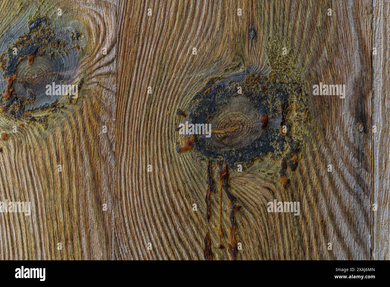 photographie à plat en gros plan d'une vieille texture de bois tendre avec des nœuds et des gouttes d'ambre, surface texturée naturelle Banque D'Images